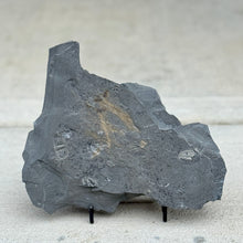 Load image into Gallery viewer, Cambrian shale rock with Choia Sponge Spicules on a black stand