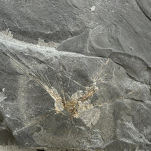 Load image into Gallery viewer, close up of cambrian choia carteri sponge on grey shale rock