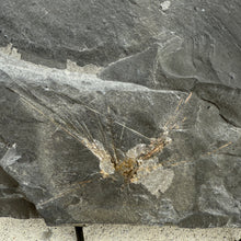 Load image into Gallery viewer, close up of grey shale rock showing embedded choia sponge