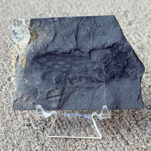 Load image into Gallery viewer, Fossilized algae embedded in a rock on a textured surface