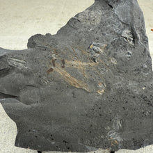 Load image into Gallery viewer, Fossilized Cambrian sponge spicules specimen on a light gray shale rock