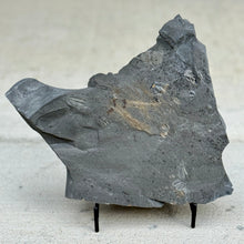 Load image into Gallery viewer, Fossilized cambrian sponge on a stand against a light background