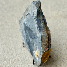 Load image into Gallery viewer, Geological Cambrian Algae sample on a black metal stand