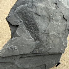 Load image into Gallery viewer, Close-up of a fossilized plant embedded in a cambrian shale rock slab