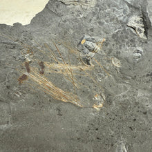 Load image into Gallery viewer, Fossilized Cambrain sponge spicules embedded in a matrix shale rock