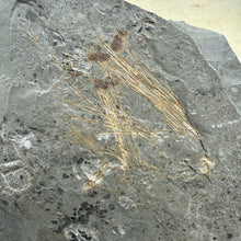 Load image into Gallery viewer, Grey Shale rock with Choia Sponge Spicules