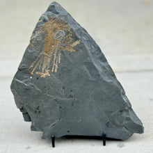 Load image into Gallery viewer, Fossilized Spicules from a Choia Sponge embedded in a shale rock on a white background