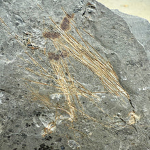 Load image into Gallery viewer, Choia Sponge Spicules embedded in a piece of Utah Cambrian shale