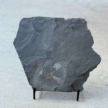 Load image into Gallery viewer, A dark gray slate rock specimen with a faint fossilized plant-like impression, displayed on a small black stand against a light neutral background.