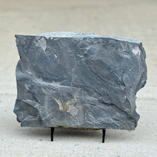 Load image into Gallery viewer, Utah cambrian grey shale rock with Choia carteri sponge embedded
