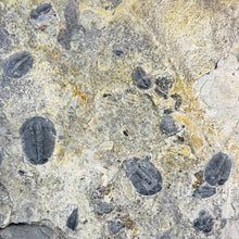 Load image into Gallery viewer, Fossilized trilobites embedded in a rock layer