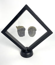 Load image into Gallery viewer, 1 ¾” Utah Elrathia Kingi Fossil Trilobite with its imprint
