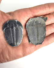 Load image into Gallery viewer, 1 ¾” Utah Elrathia Kingi Fossil Trilobite with its imprint