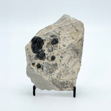 Load image into Gallery viewer, Shale rock with embedded fossil trilobites on a stand against a white background