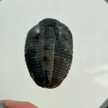 Load image into Gallery viewer, Fossilized trilobite on a white background