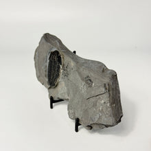 Load image into Gallery viewer, Fossilized shale rock with embedded trilobite on a stand against a white background