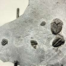 Load image into Gallery viewer, Fossilized trilobites on a rock shale surface.