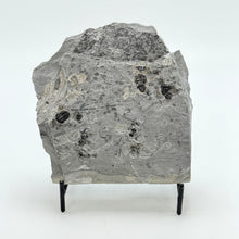 Load image into Gallery viewer, Shale rock with embedded fossils on a stand against a white background