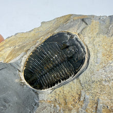 Load image into Gallery viewer, Trilobite fossil embedded in a rock held by a hand against a light gray background