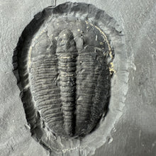Load image into Gallery viewer, Fossilized trilobite on a gray background