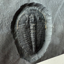 Load image into Gallery viewer, Elrathia kingii Fossil Trilobite w/ Pyritic Crystal Inclusions 1 3/8" - Rare find