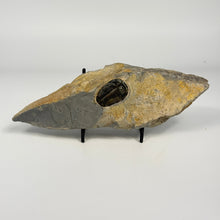 Load image into Gallery viewer, Fossilized trilobite on shale rock on a stand with a white background