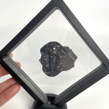 Load image into Gallery viewer, Elrathia kingii in black frame