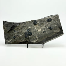 Load image into Gallery viewer, Elrathia kingii mass mortality plate on shale rock.