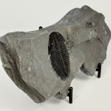 Load image into Gallery viewer, Fossilized trilobite on a stand against a white background