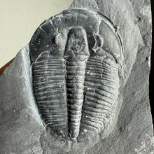 Load image into Gallery viewer, Elrathia kingii Trilobite Fossil Complete w/ Pyritic Inclusion 1 1/2 inch - Rare find