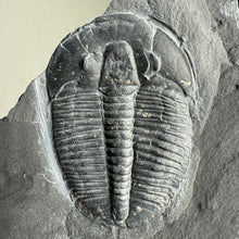 Load image into Gallery viewer, Elrathia kingii Trilobite Fossil Complete w/ Pyritic Inclusion 1 1/2 inch - Rare find