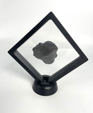 Load image into Gallery viewer, Large 1 7/8" Asaphiscus wheeleri Fossil Trilobite with Pyritic Crystal Inclusion