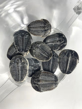 Load image into Gallery viewer, Elrathia kingi fossil trilobite Middle Cambrian 505 millian years old found in Utah