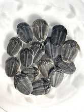 Load image into Gallery viewer, Elrathia kingi fossil trilobite  Middle Cambrian 505 millian years old found in Utah