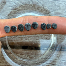 Load image into Gallery viewer, Elrathia kingii Fossil Trilobite Complete Smalls Rare < 1/4"