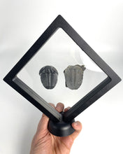 Load image into Gallery viewer, 1 ¾” Utah Elrathia Kingi Fossil Trilobite with its imprint