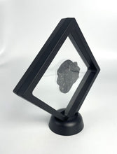 Load image into Gallery viewer, Large 1 7/8" Asaphiscus wheeleri Fossil Trilobite with Pyritic Crystal Inclusion