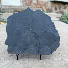 Load image into Gallery viewer, Fossil Algae on a grey cambrian shale