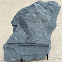 Load image into Gallery viewer, Decorative shale stone with a fossil algae embedded