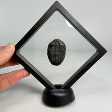 Load image into Gallery viewer, Fossil encased in a clear acrylic block on a black stand, held by a hand against a light gray background.