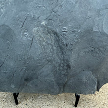 Load image into Gallery viewer, Dark gray shale stone slab containing a cambrian margaretia algae on a light-colored concrete surface