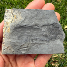 Load image into Gallery viewer, Hand holding a square piece of gray shale stone with a fossilized Cambrian algae against a grassy background