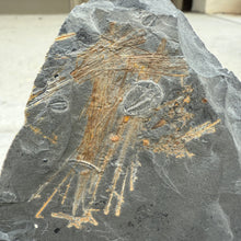 Load image into Gallery viewer, Fossilized Cambrian Sponge specimen embedded in a shale rock