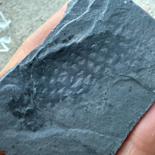 Load image into Gallery viewer, Close-up of algae on a grey piece of shale