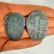 Load image into Gallery viewer, Two fossilized Utah trilobites held in a hand against a white background