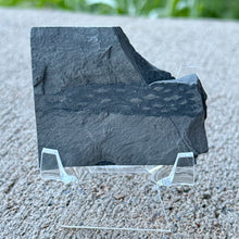 Load image into Gallery viewer, Grey shale on a clear stand outdoors with grass in the background
