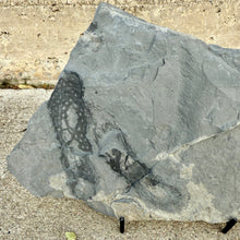 Load image into Gallery viewer, Fossilized algae imprint on a gray rock with a concrete background
