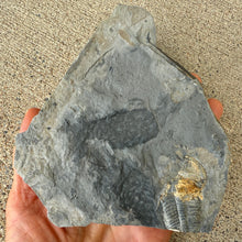 Load image into Gallery viewer, Fossilized trilobite on a piece of shale held in hand against a concrete background