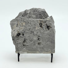 Load image into Gallery viewer, Decorative stone with embedded fossils on a stand against a white background