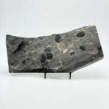Load image into Gallery viewer, Fossilized trilobite specimen on a stand with a white background